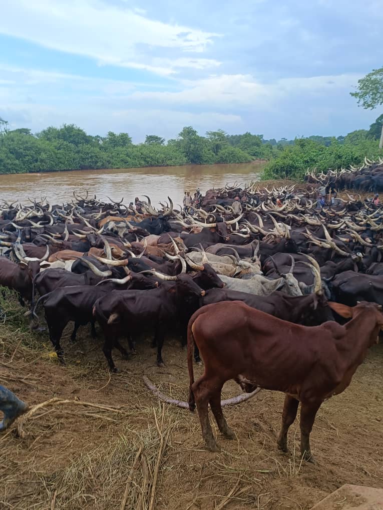 Traque et cantonnement des éleveurs étrangers Mbororo au Haut-Uélé: La direction provinciale de la DGM décline la responsabilité
