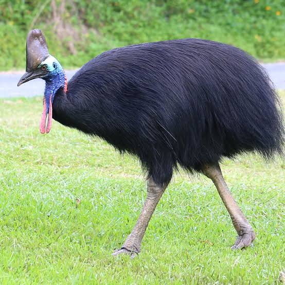 Voici l’oiseau considéré comme le plus dangereux du monde