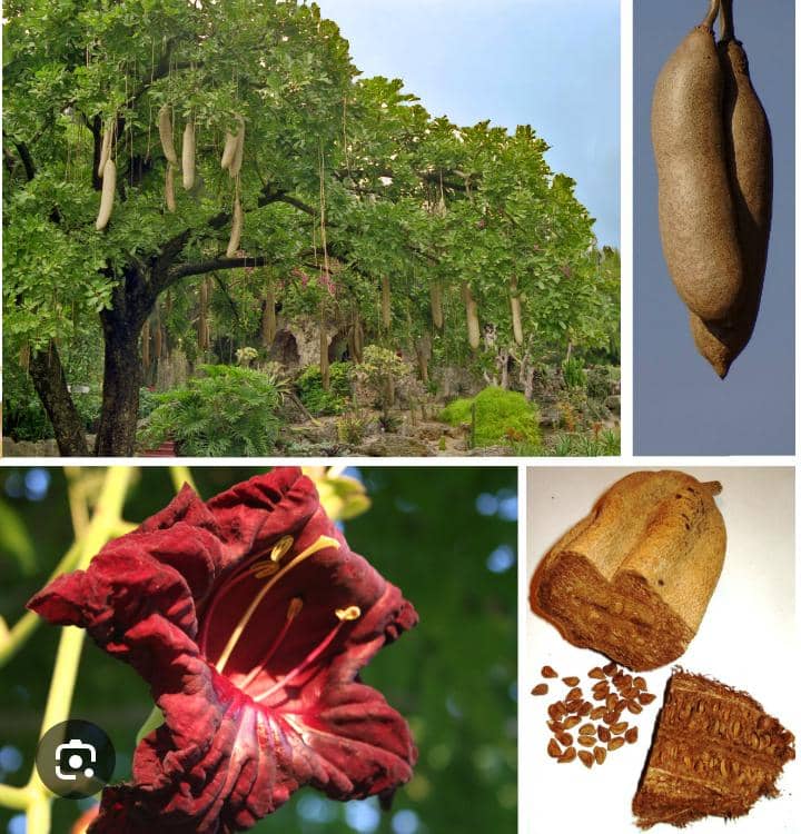 Kigelia africana : la renaissance d’un savoir médicinal enraciné en Afrique